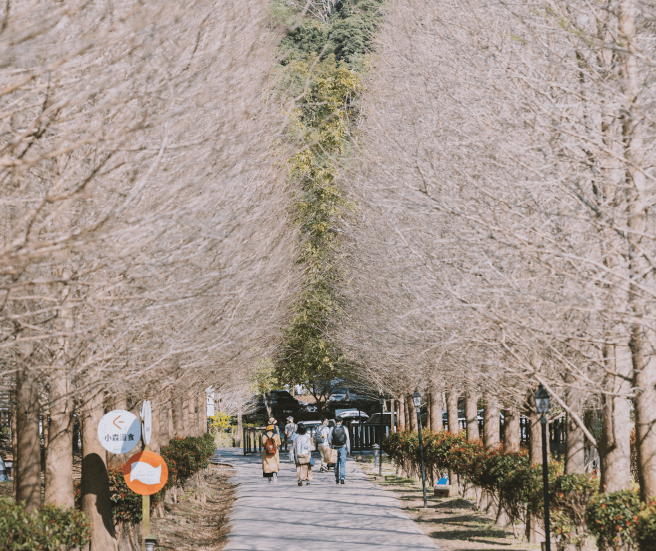 小森之歌_入園資訊_悠閒空間_小森落羽松01