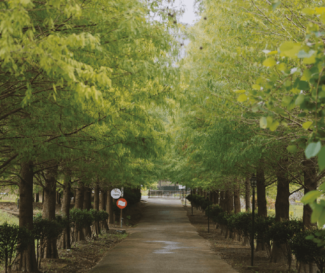 小森之歌_入園資訊_悠閒空間_小森落羽松03