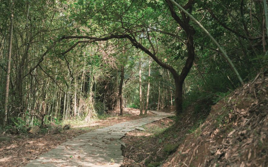 小森之歌_入園資訊_悠閒空間_竹林步道